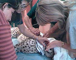 Photo-Cheetah Exam