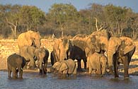 Photo-Elephants